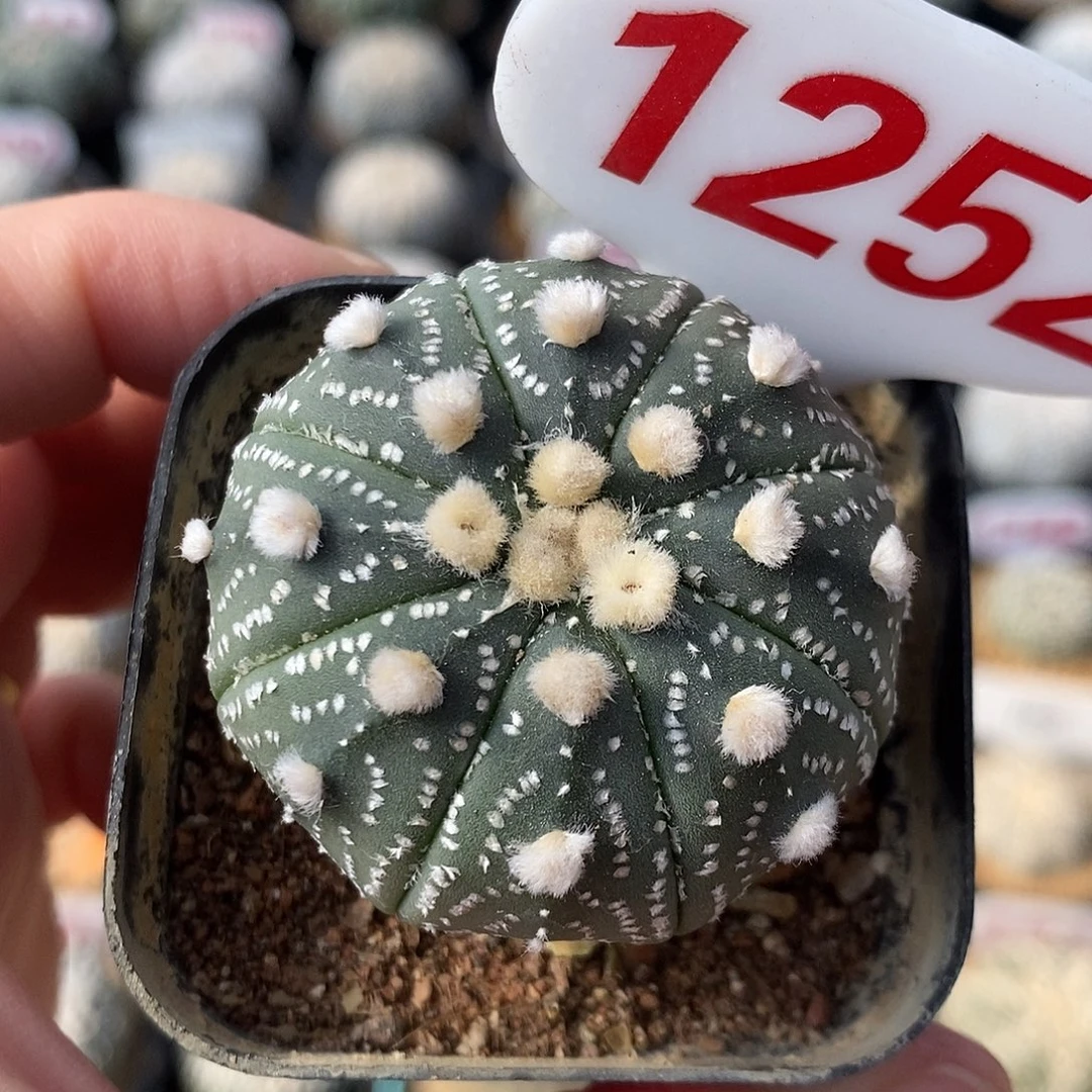 1252兜系列福利来啦