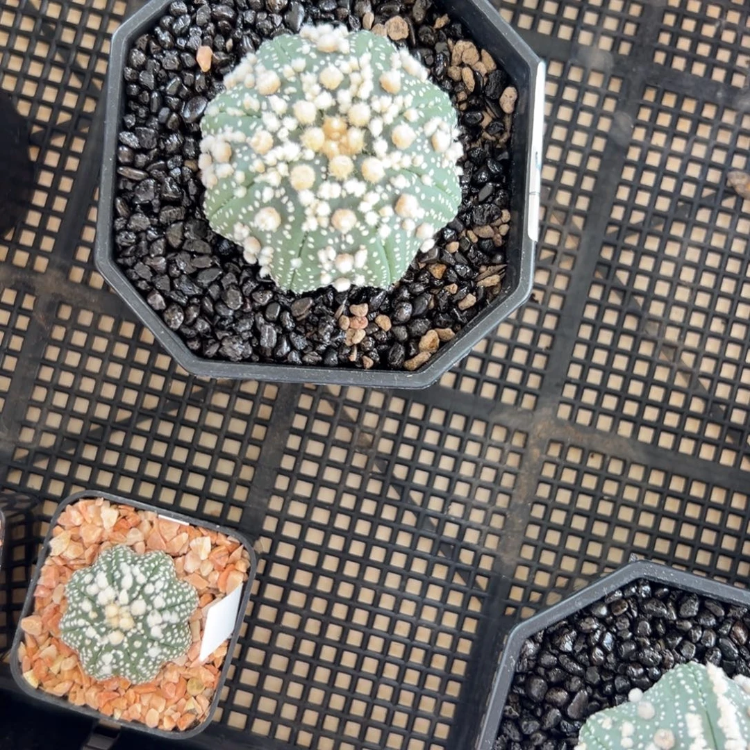 江***鸟B257号兜仙人球多肉