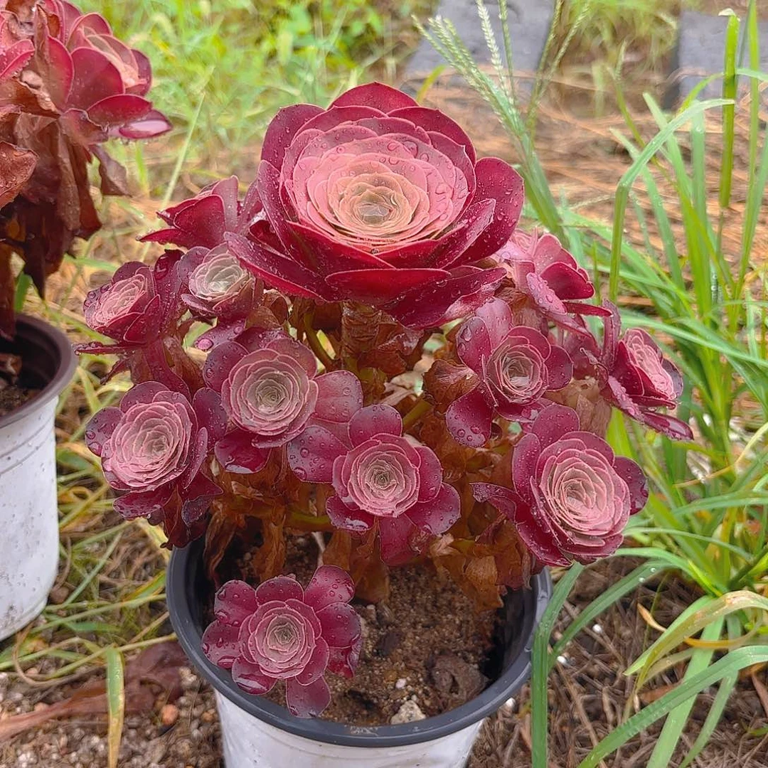 魅金多肉植物手捧
