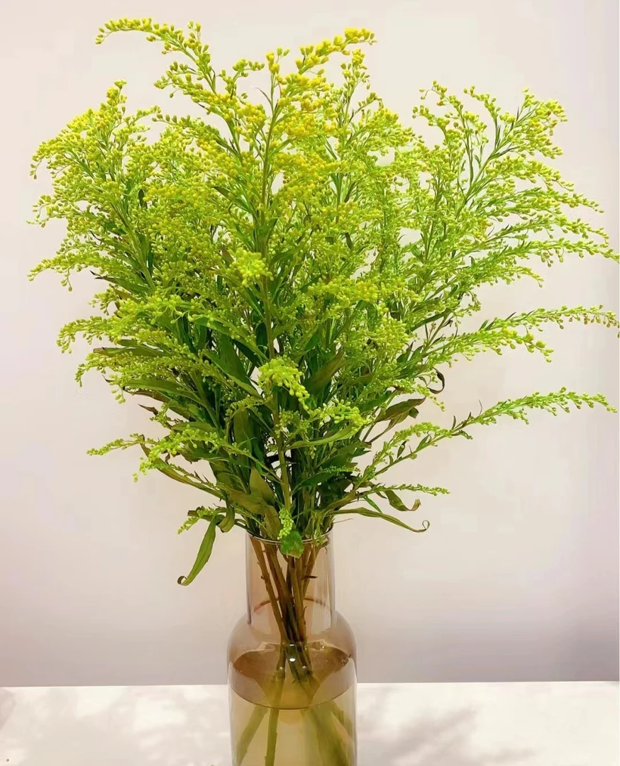 鲜花配草  黄英40支 任意两单包邮（少量不售后）