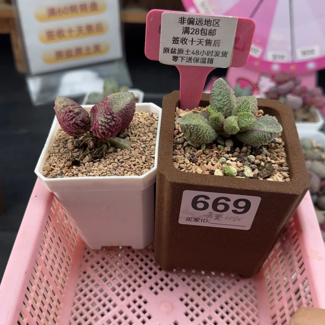 呜***王669巨猪宝补差青葵