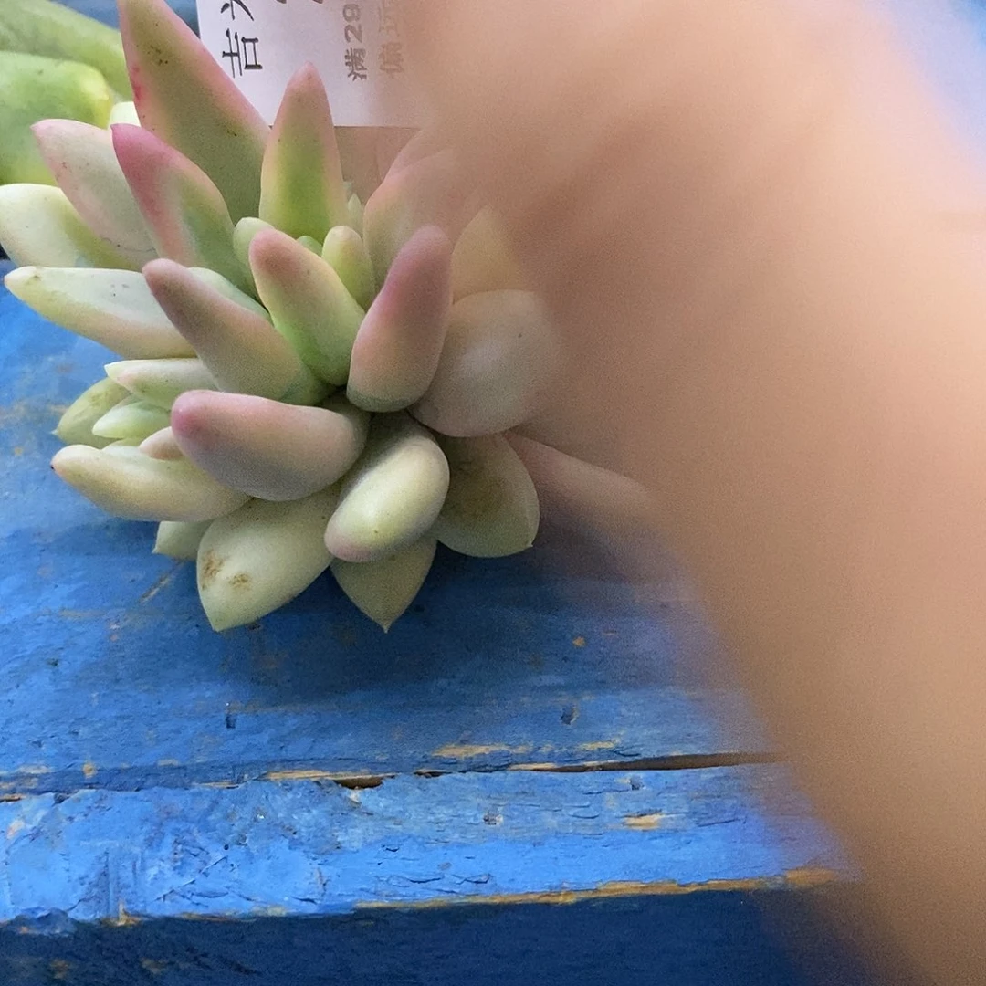 s***A265蜜桃波波锦炸多肉植物