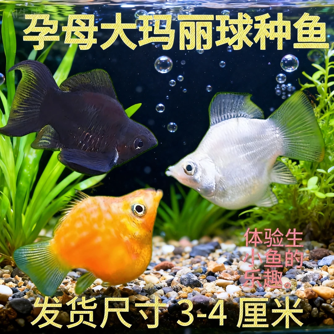 玛丽球鱼热带胎生鱼直接生小鱼好养观赏鱼除藻除油膜耐活观赏鱼