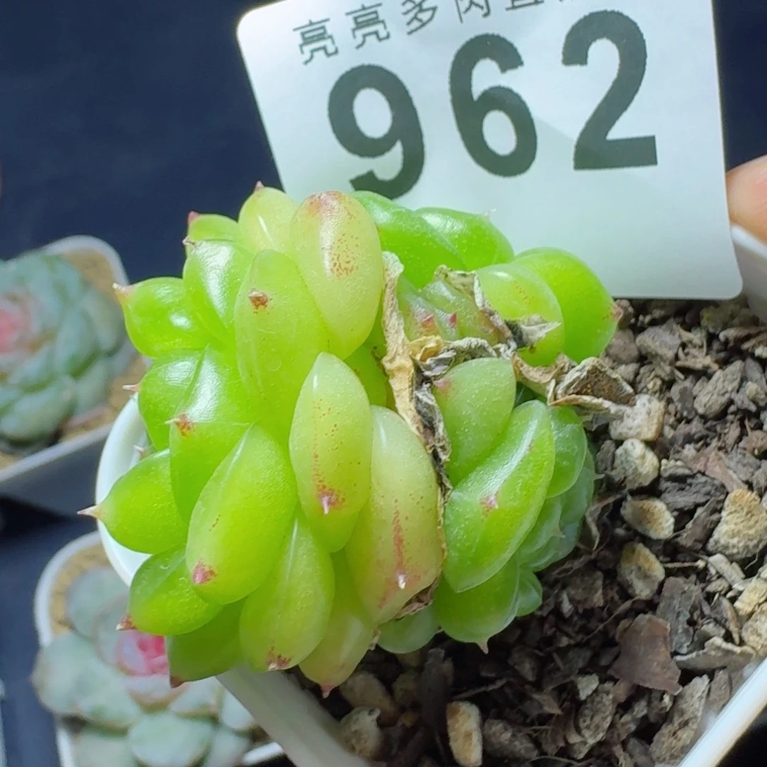 无双珍妮            精美多肉植物