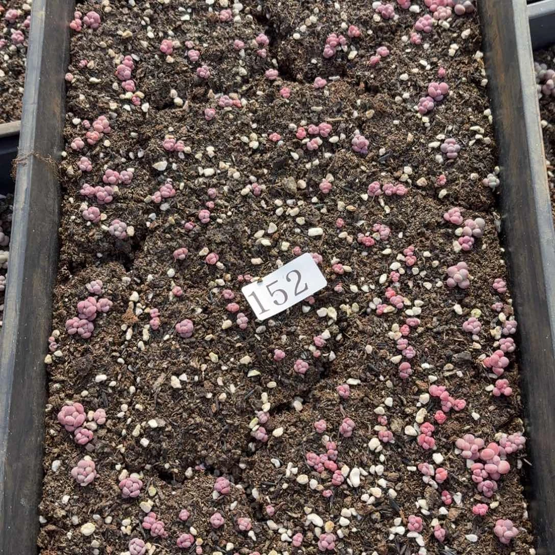 多肉植物多肉植物152