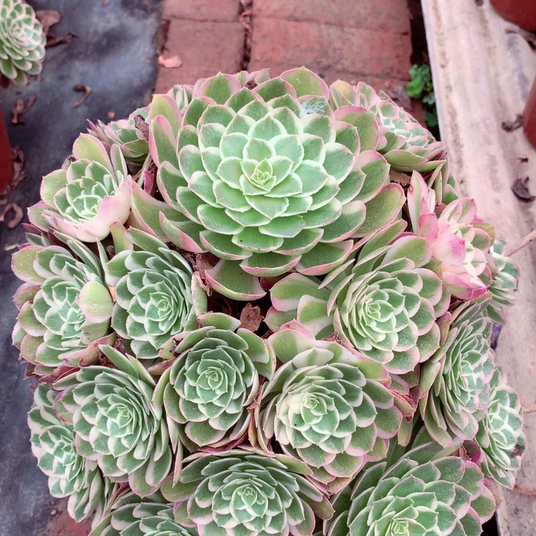 孔雀翎，多肉植物的