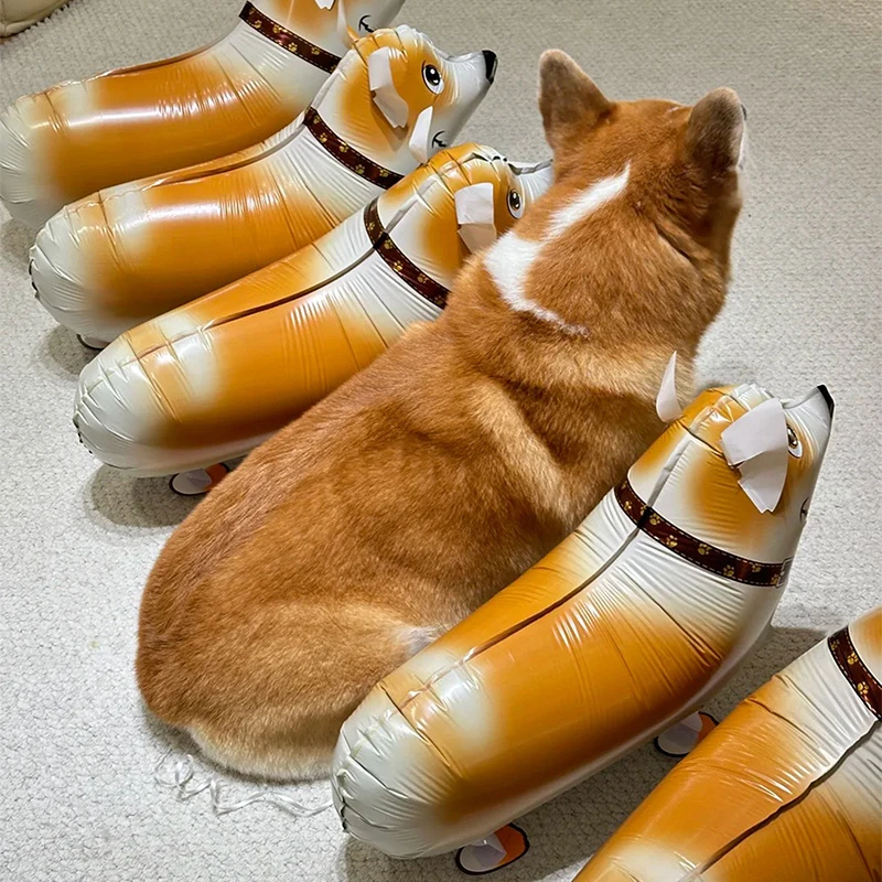 小红书同款站立动物柯基小狗走路铝膜气球户外拍照道具傻杯狗气球