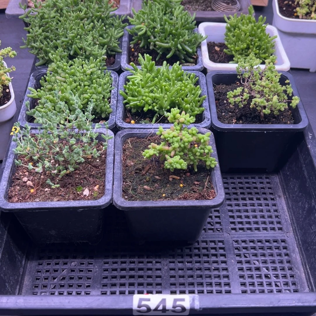 枝干番杏多肉植物545安