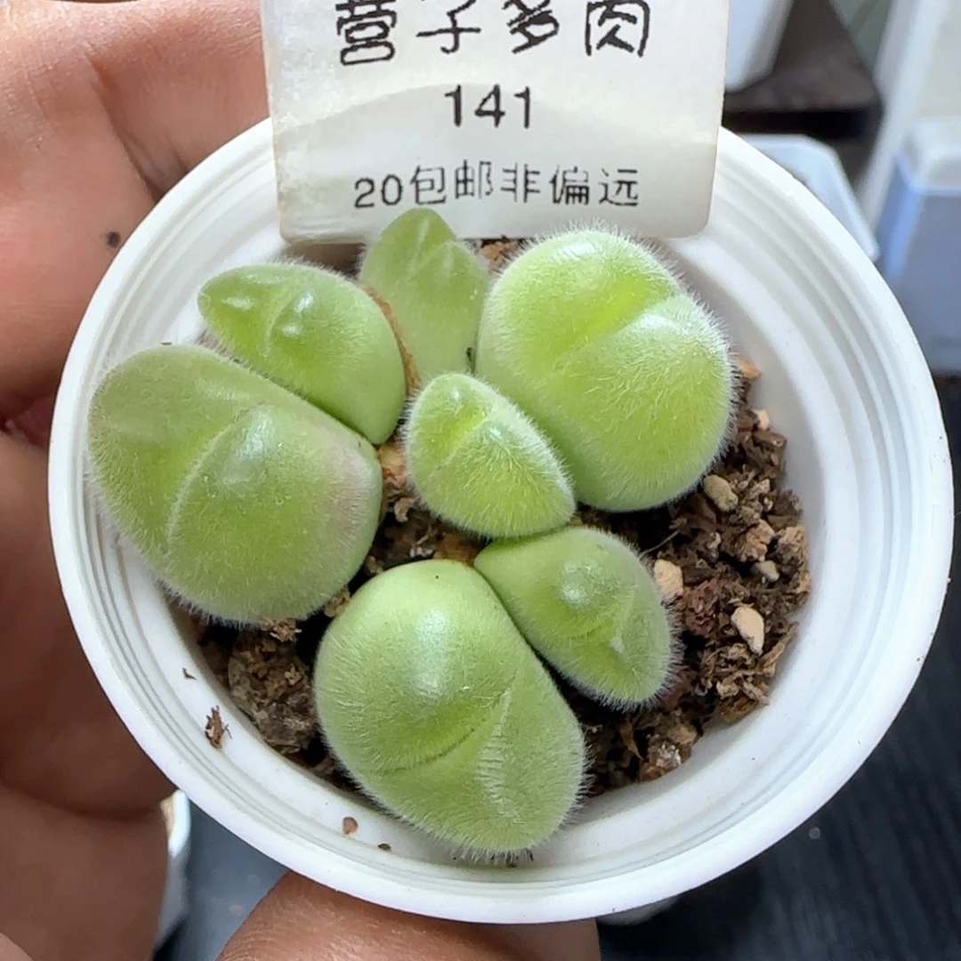 长毛翠带盆土7头。