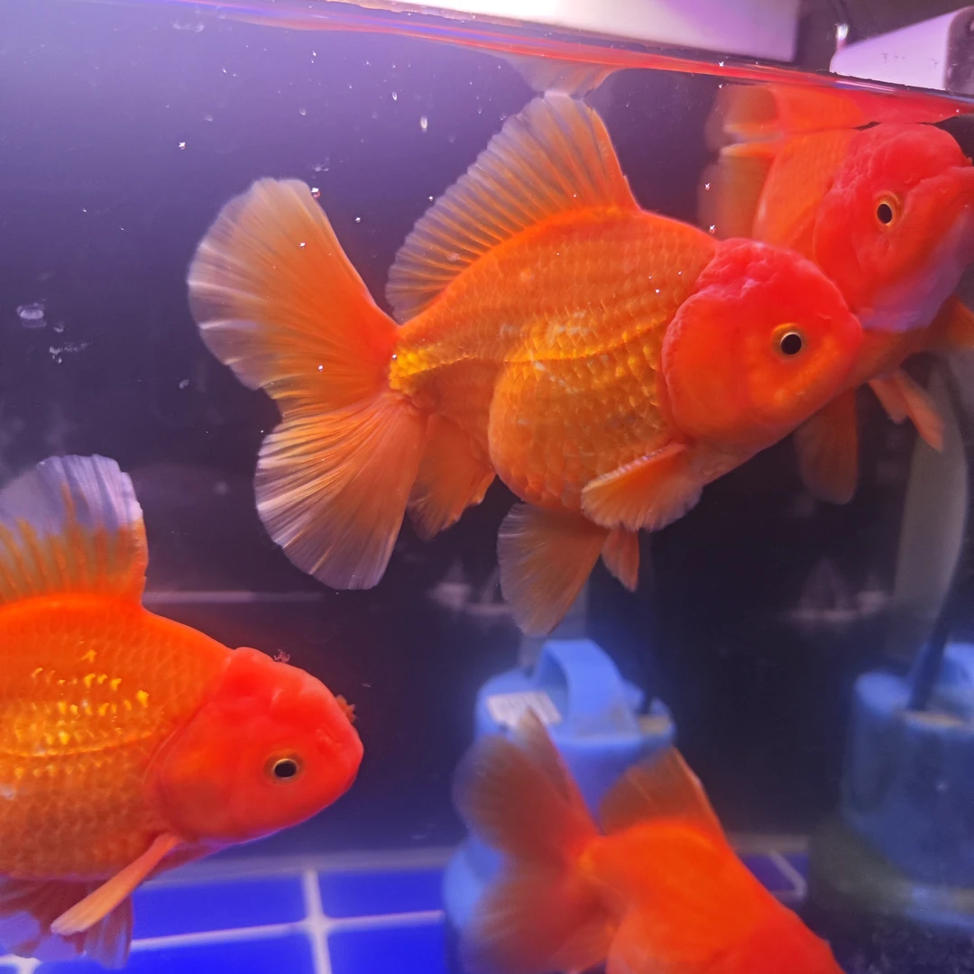 泰狮观赏鱼，百褶，将军，玛丽 ，商品鱼，8~10CM左右广温鱼，统捞发货