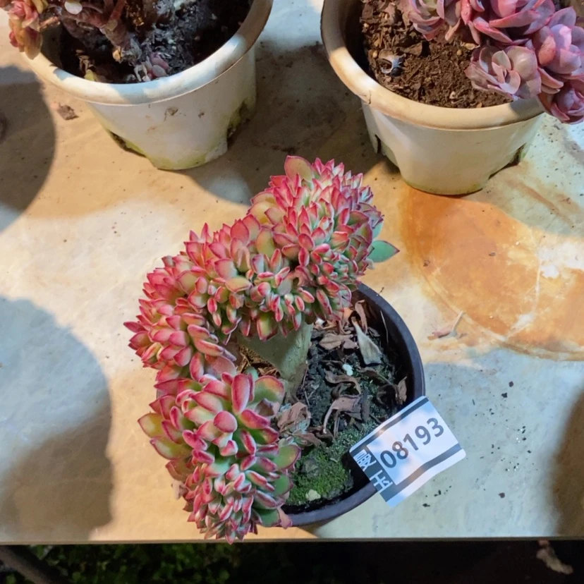 【闪购商品】红兔儿缀08193