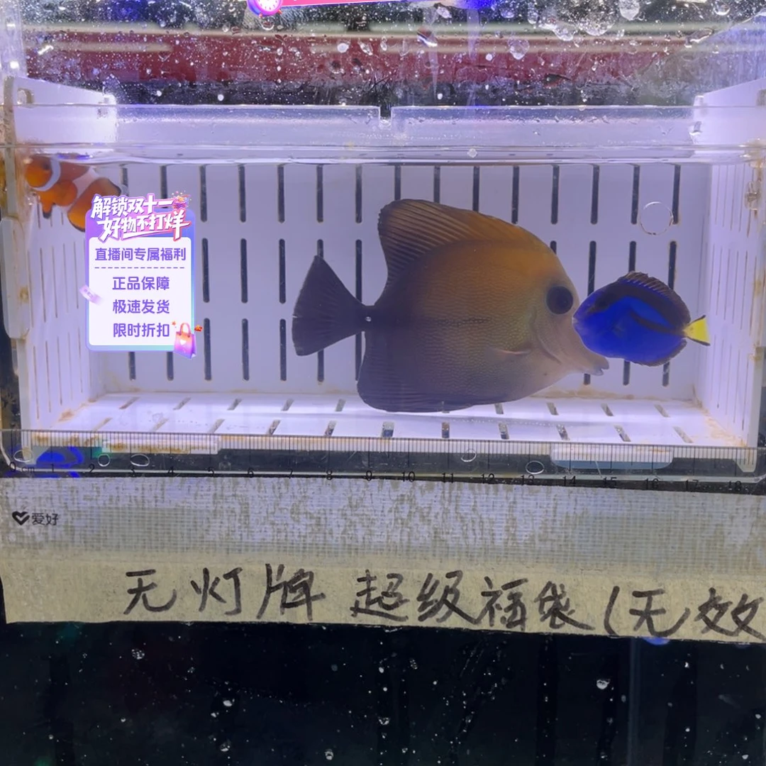L***J海水鱼蓝调2公子1