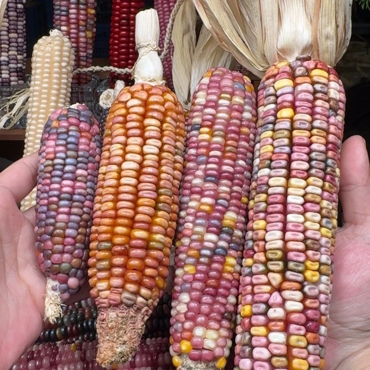 爱***菜柏香籽/百香籽吊坠