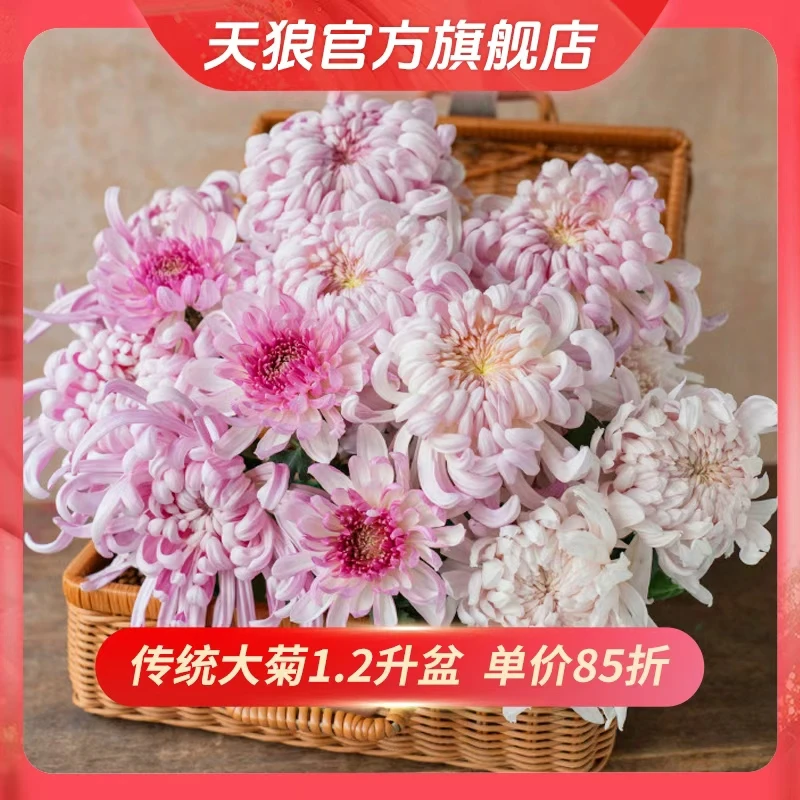 天狼 传统大菊盆栽室外庭院阳台新手易养观赏性多年生菊花花卉