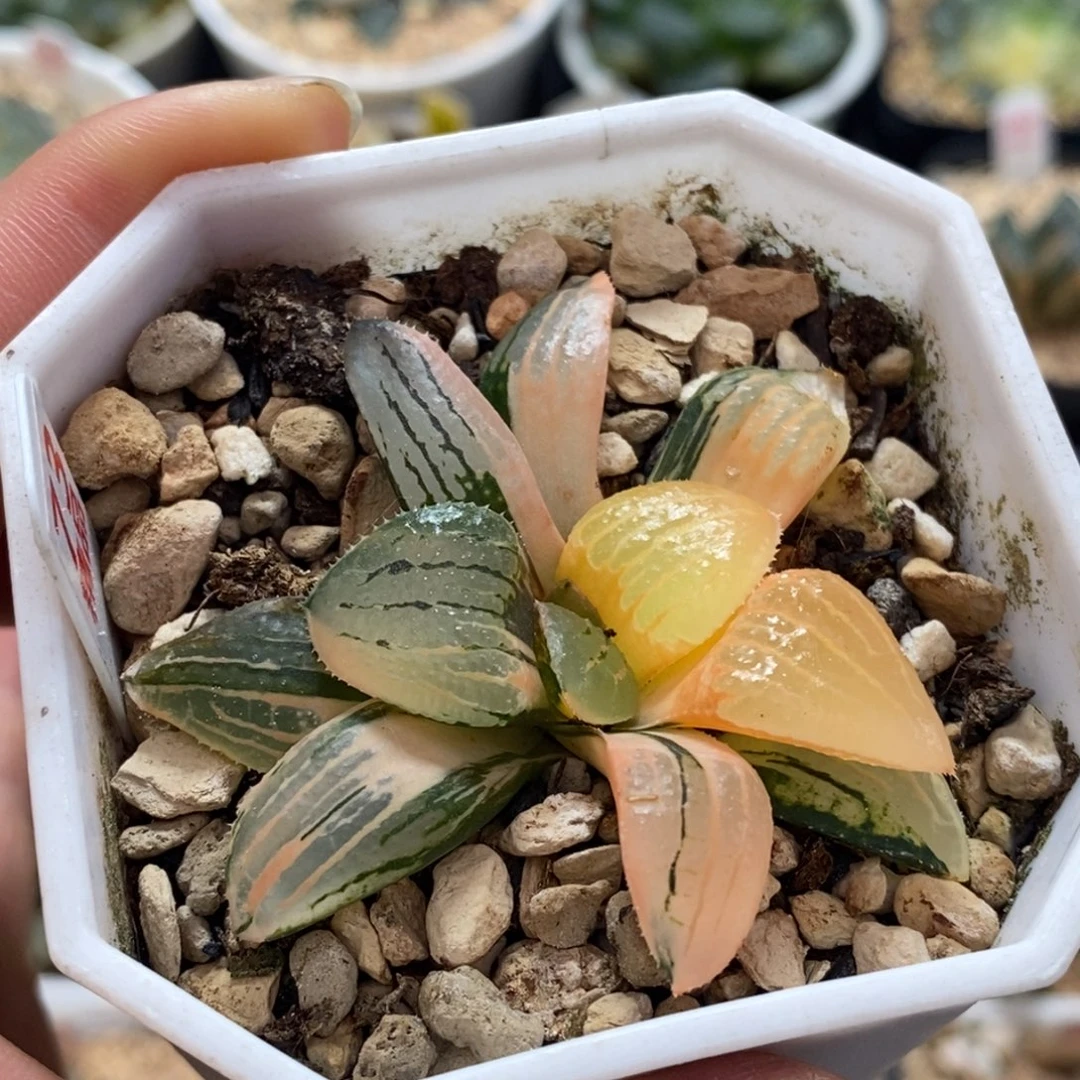 不开花植物73亲指姬
