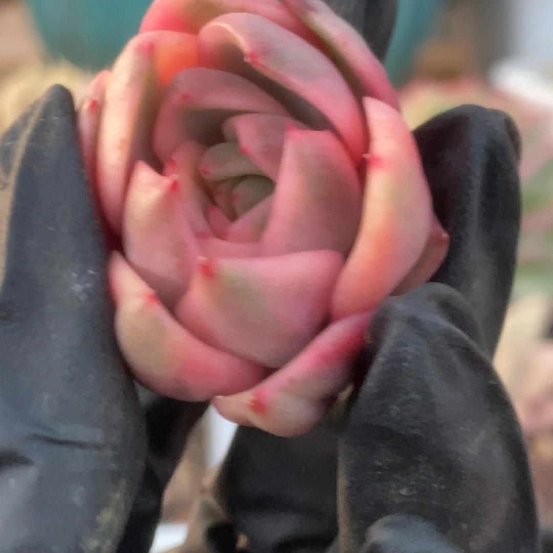 014紫水晶锦锦锦锦锦