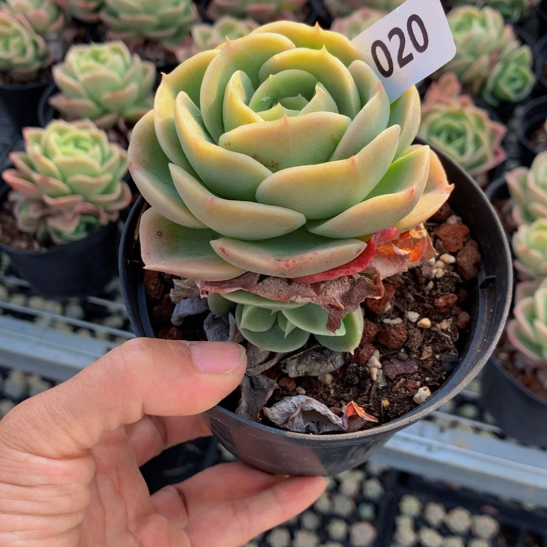 平***肉020星纳塔恩恩恩克