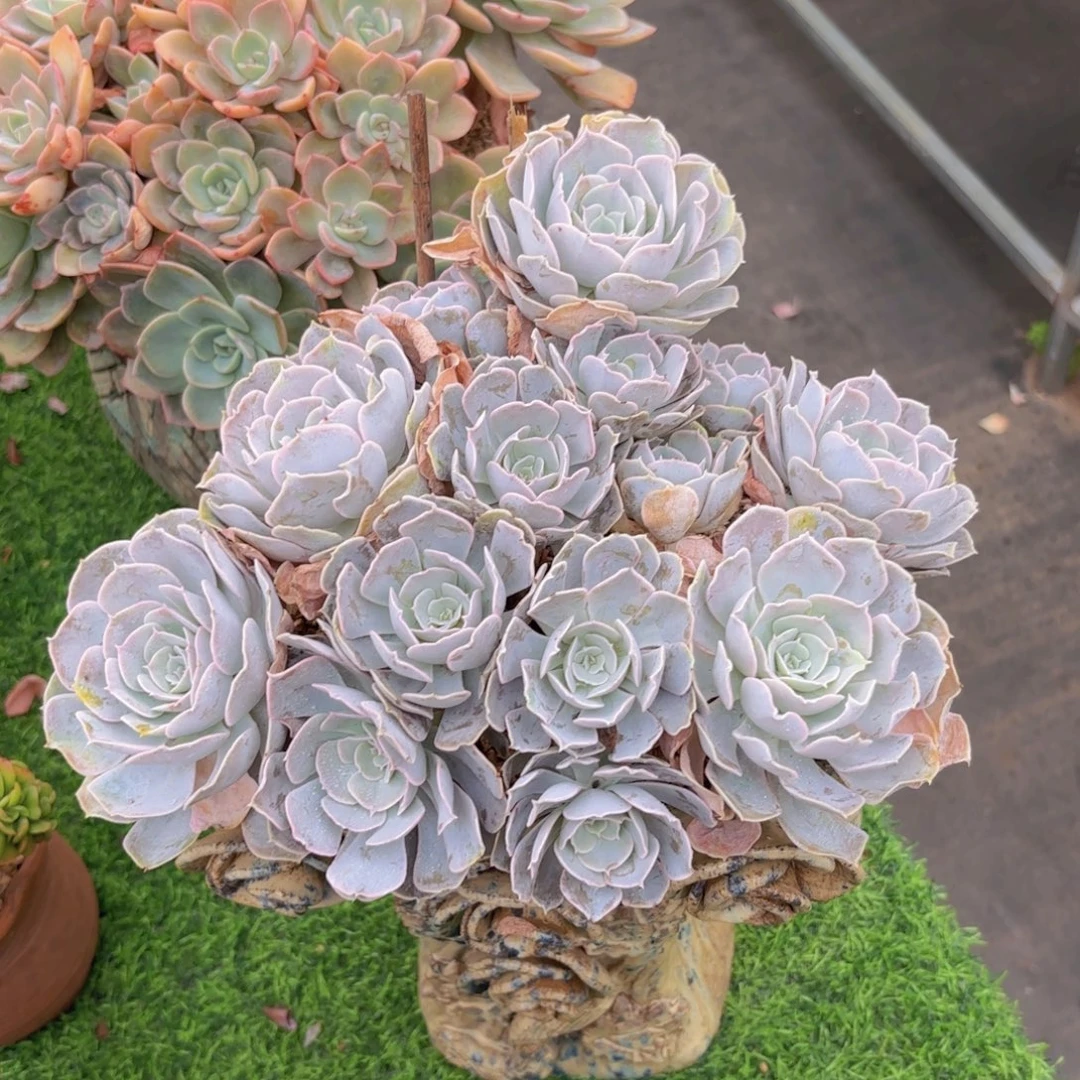 7号多肉，圣卡洛斯