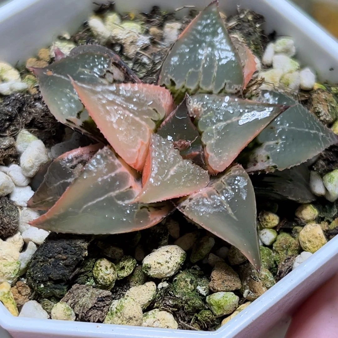 恭喜发财大吉大利0370