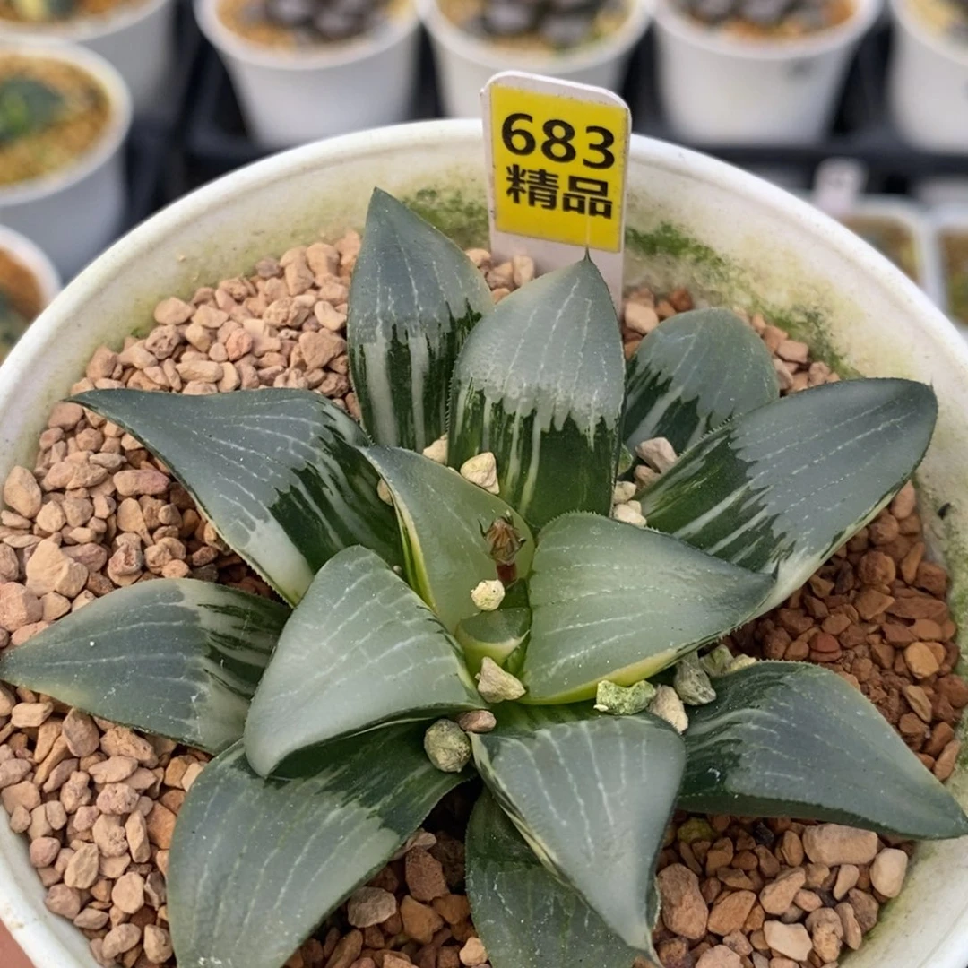 683裹克十二卷多肉植物