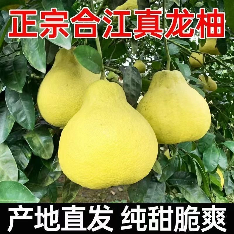四川泸州合江真龙柚子白心纯甜不酸沙田柚化渣新鲜水果当季原产地