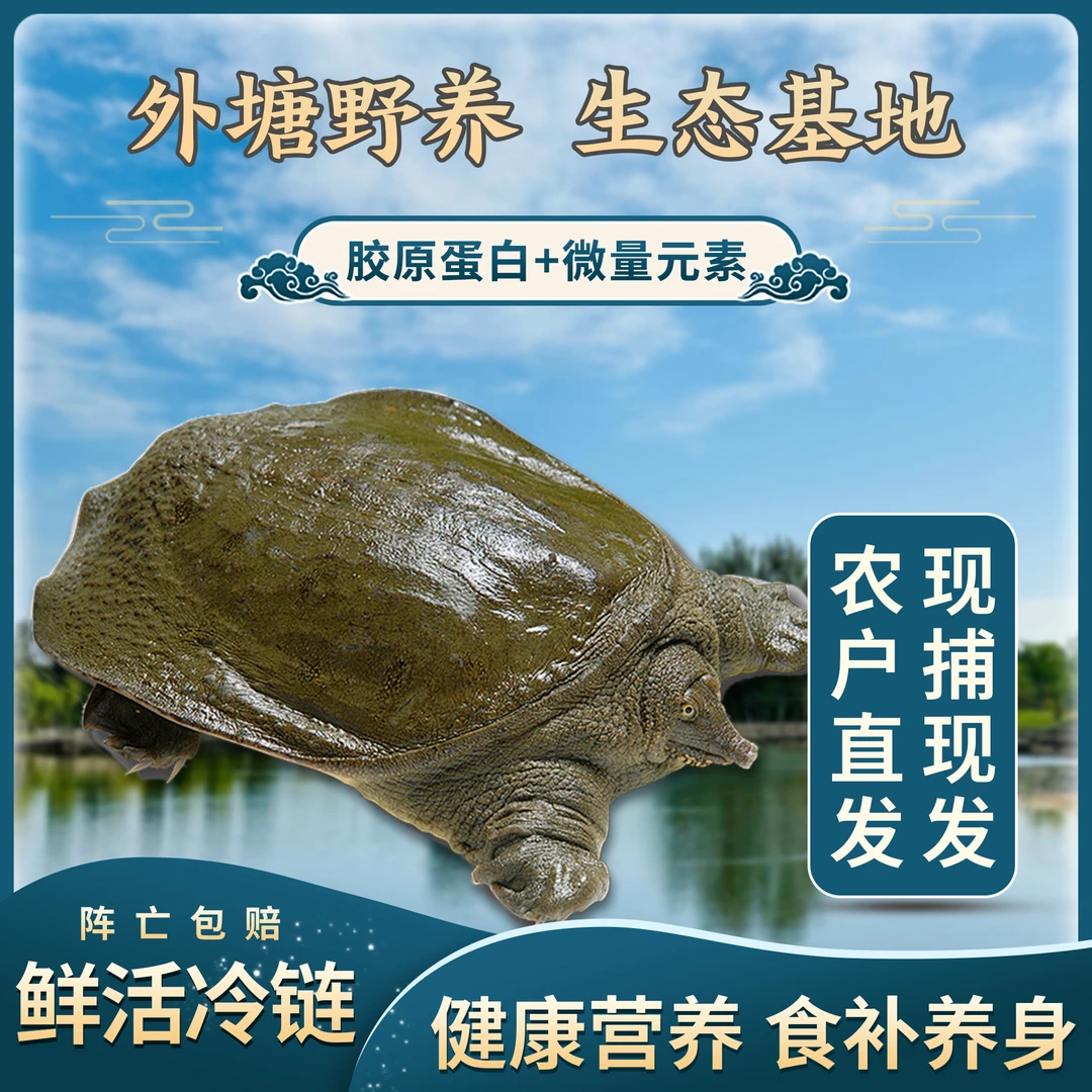 正宗生态外塘甲鱼顺丰中通包邮到家