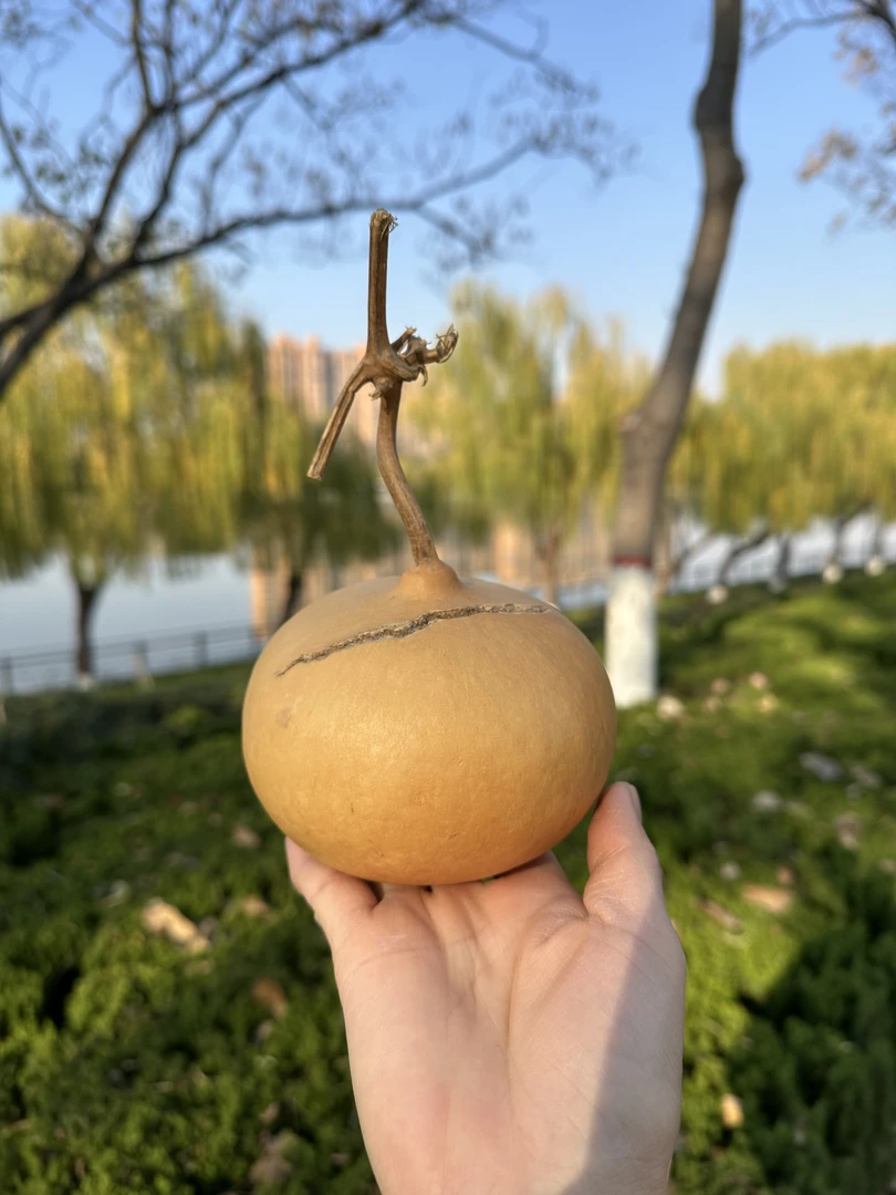 天然小葫芦手把件可盘玩带龙头的文玩福禄葫芦