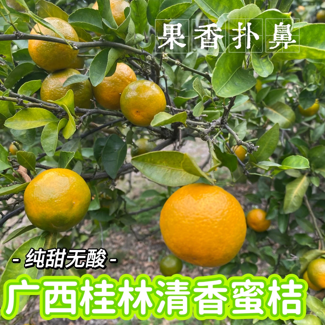 卡丽娜专属——广西桂林清香蜜橘