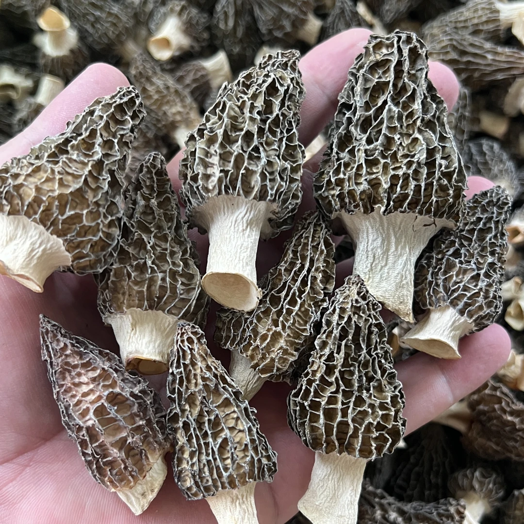 云南高山林地仿野生种植头茬羊肚菌纯干货肉质厚农家采摘晒干