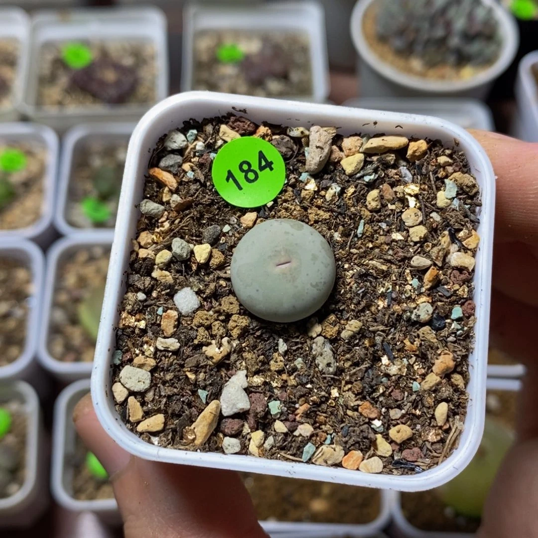 v嘴三年1.4漂亮多肉植物184