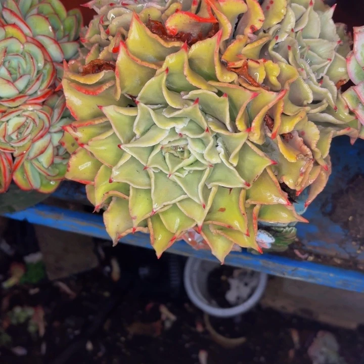 暄***老桩精品肉肉饺子皮
