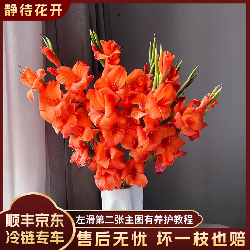 【静待花开】心想事橙-A级剑兰云南鲜花斗南花卉顺丰京东高品质空运