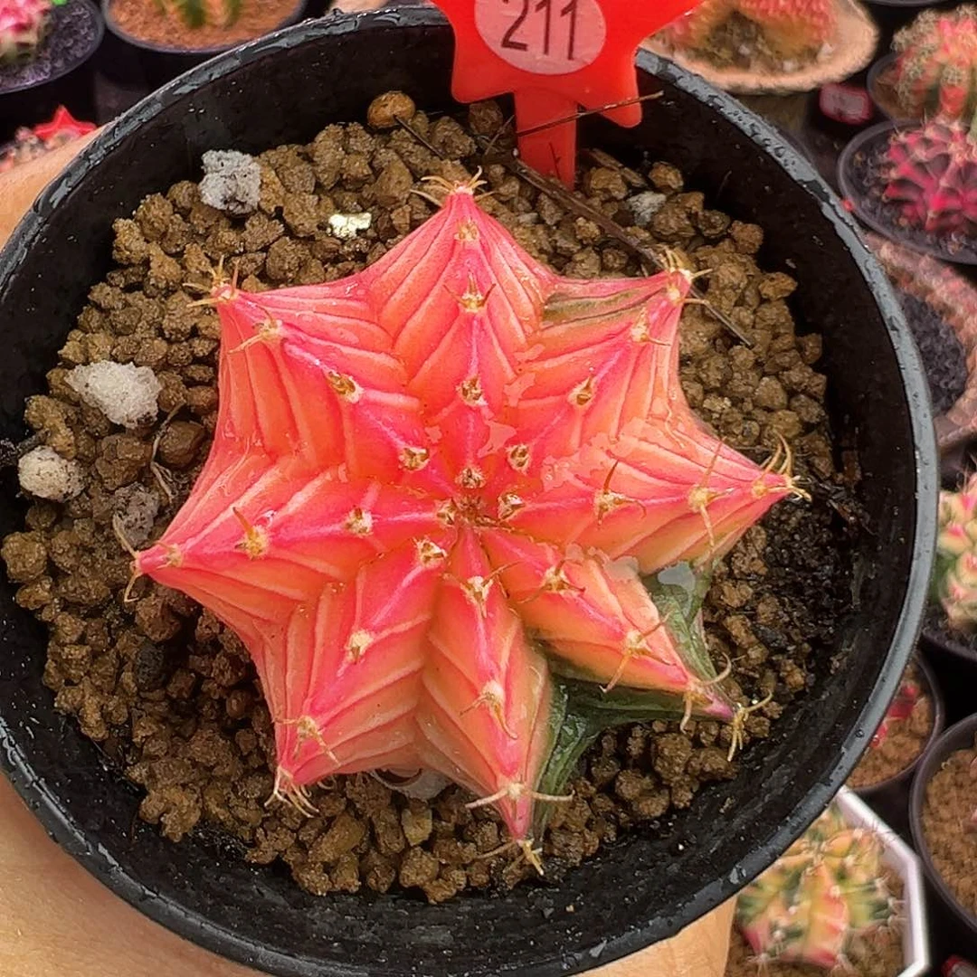 1-211肋骨锦带盆土发货4.8厘米