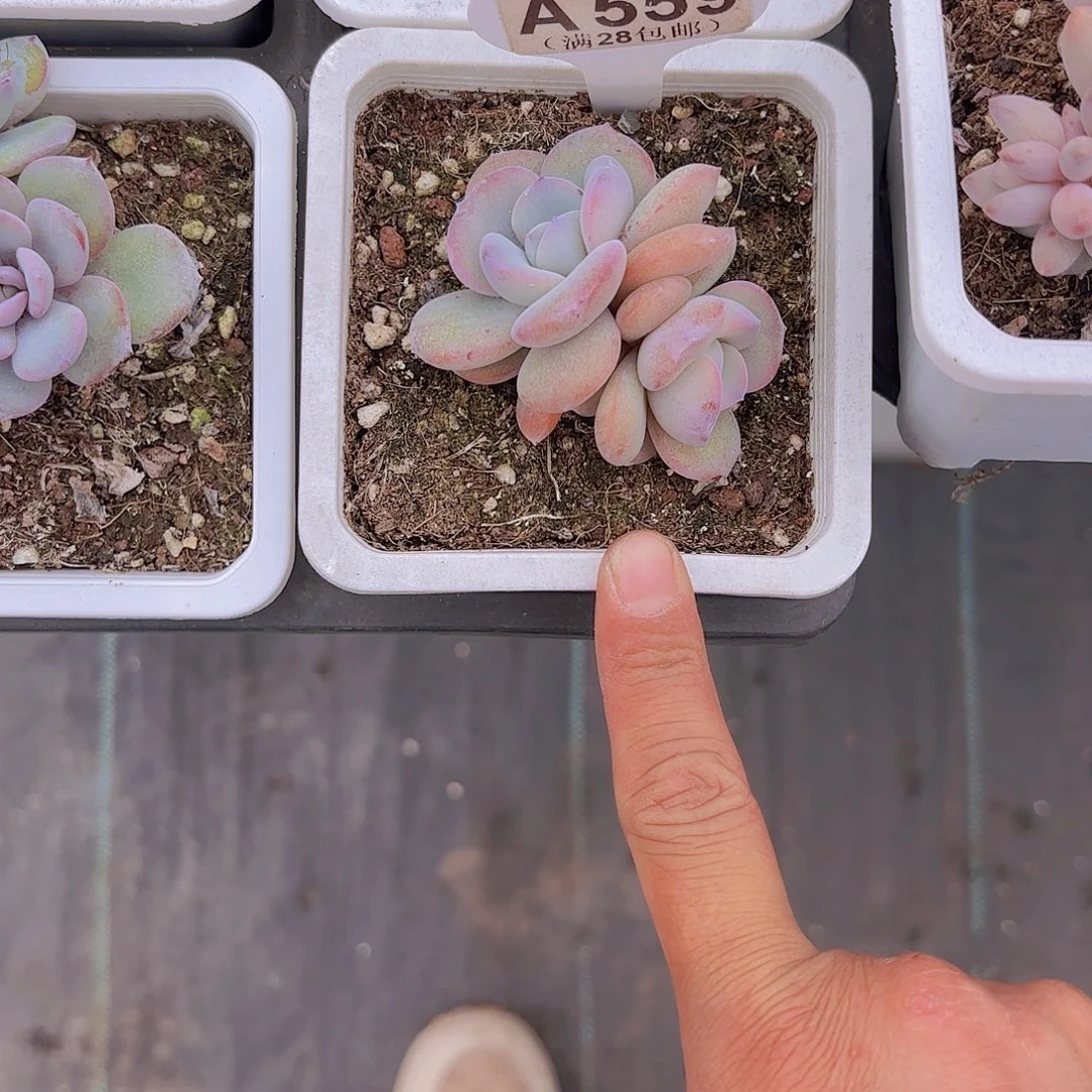 A559奶茶一物一拍