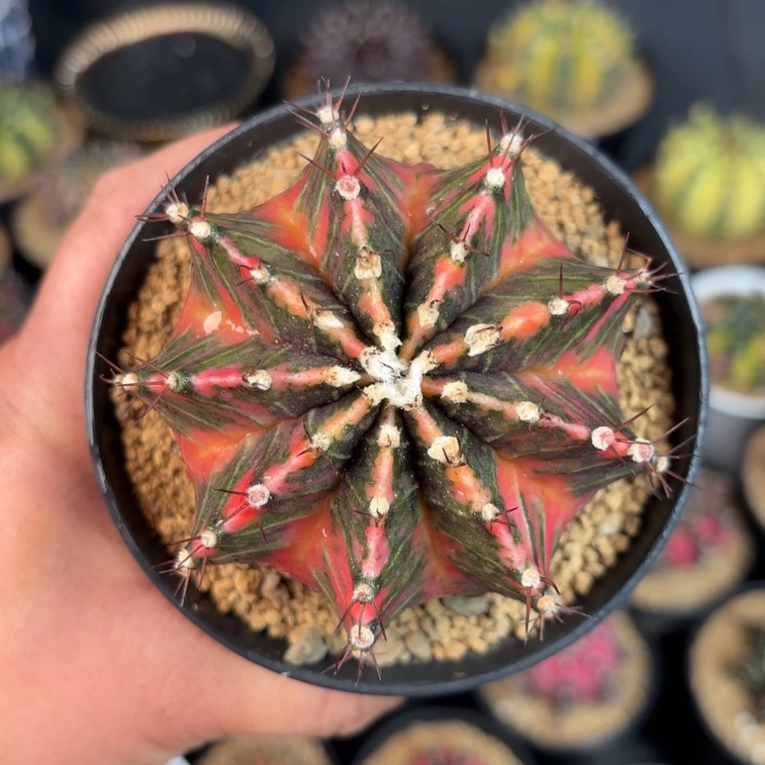 泰系米哈实生仙人球122