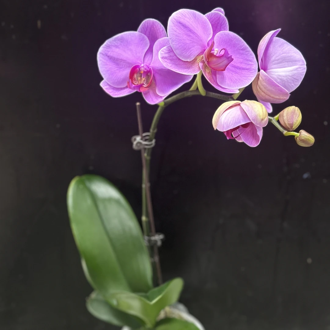 玫瑰水晶蝴蝶兰（高40，带花苞）