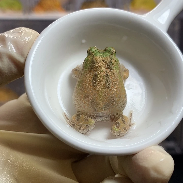 角蛙可爱波子蛙蛙004