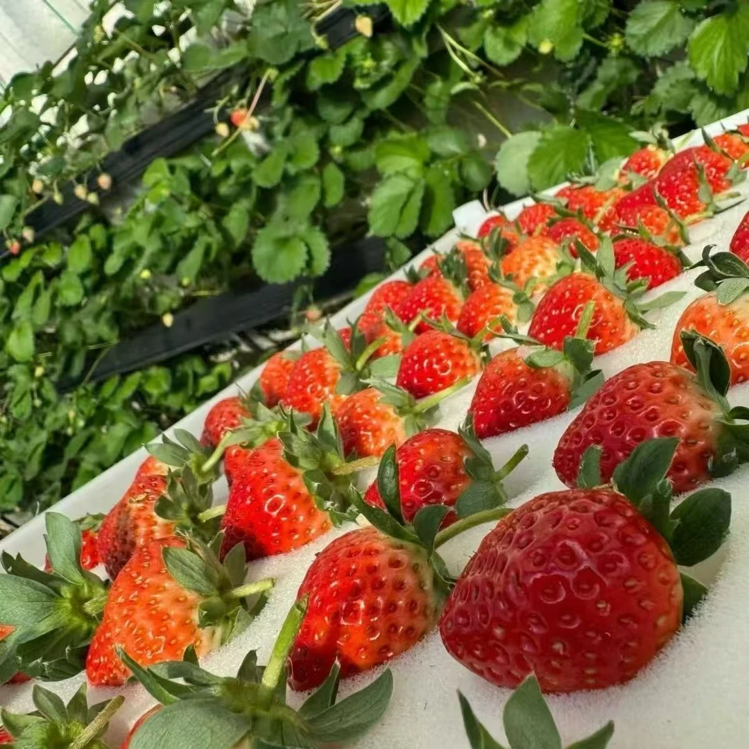 奶油草莓顺丰包邮新鲜采摘现摘现发孕妈妈放心吃香甜可口应季水果