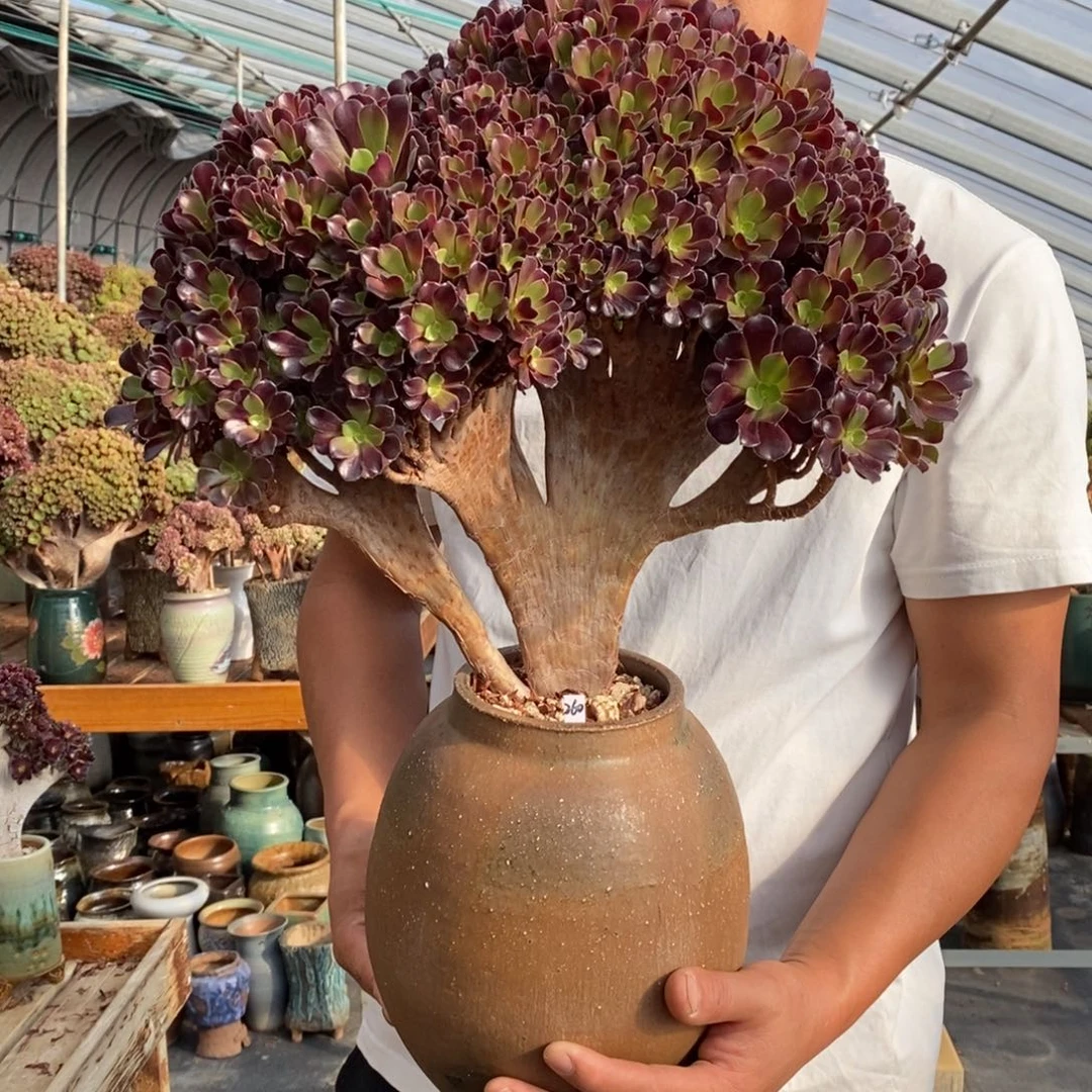 梅花迫迪朵朵缀不带盆土