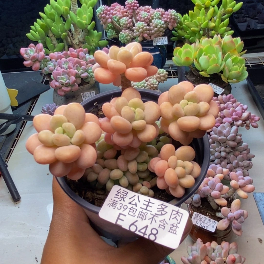 648洛可可多肉7c m
