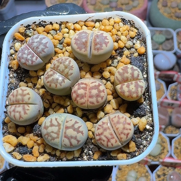 生石花2:：：：。  103号