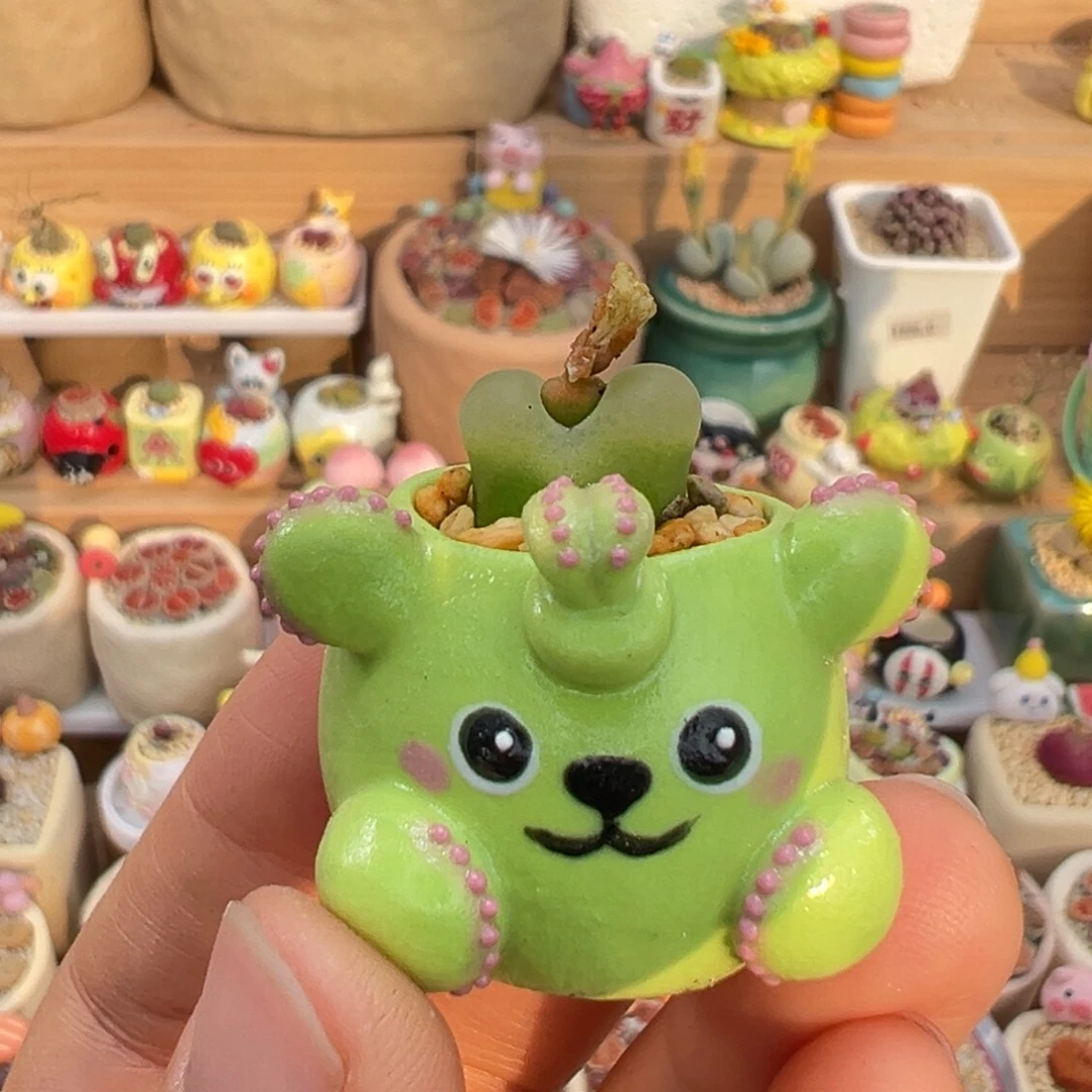 多肉植物6号拇指盆