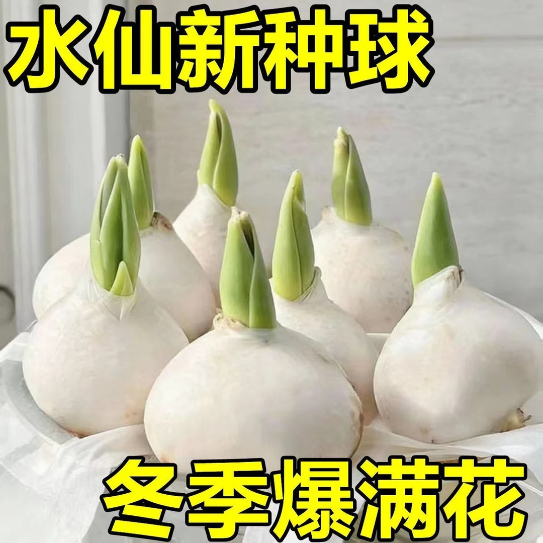 正宗水仙花种球水养盆栽卉植物室内绿植水培好养懒人必备年宵花卉