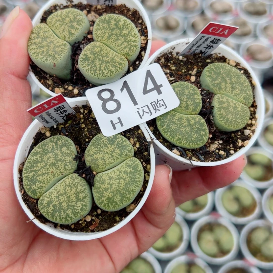 无花朵很**风我很喜欢这个H814