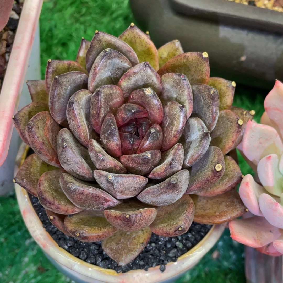 小***️多肉植物盆栽多肉