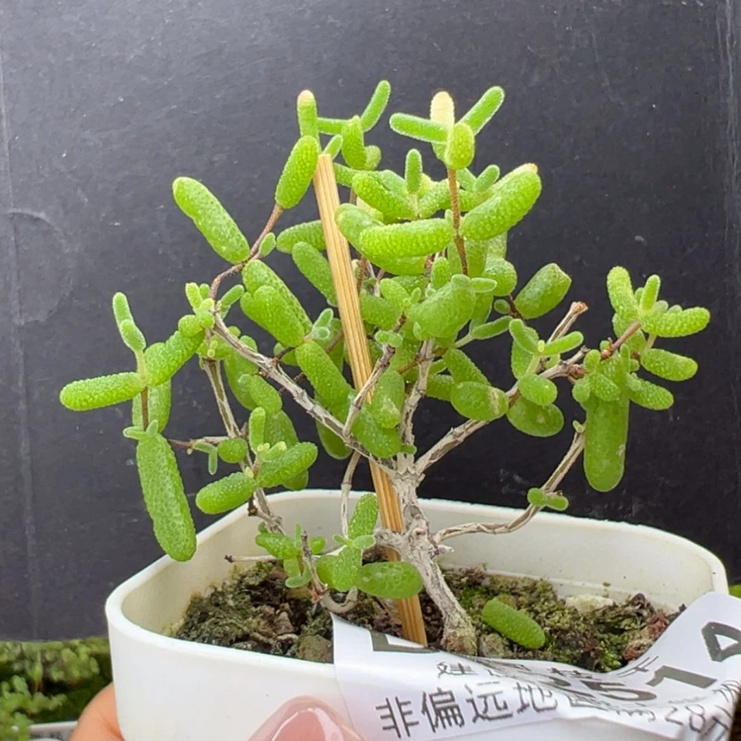 【闪购商品】dy2514糖球黄锦盆口5cm