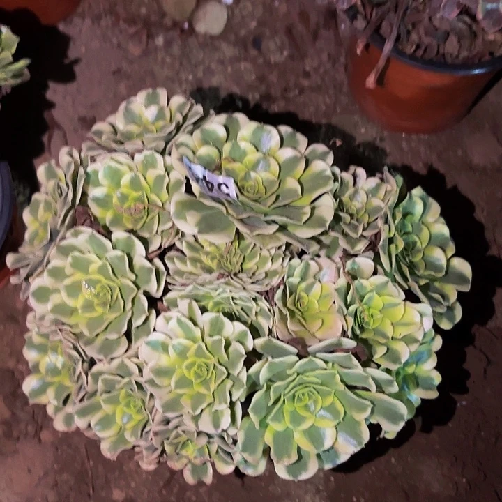 544绿豆沙多肉植物不售后