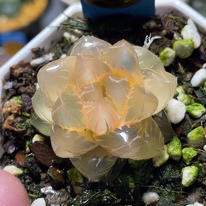 567糊斑水中月锦特选福利