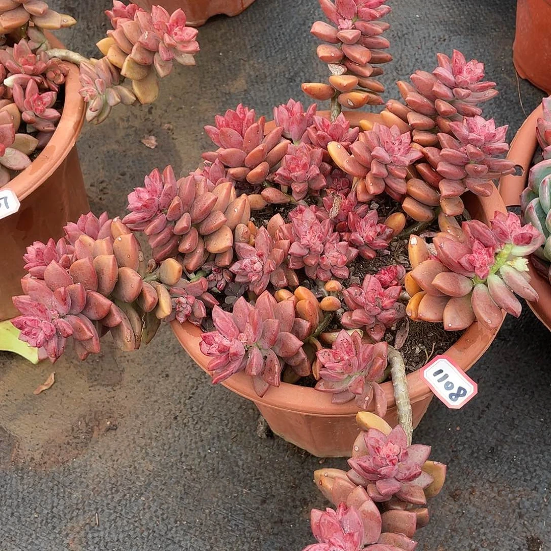 1108姬龙跃 一物一拍多肉