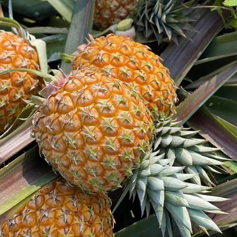 【京东次日达】海南芒果凤梨 两个装芒果凤梨海南省